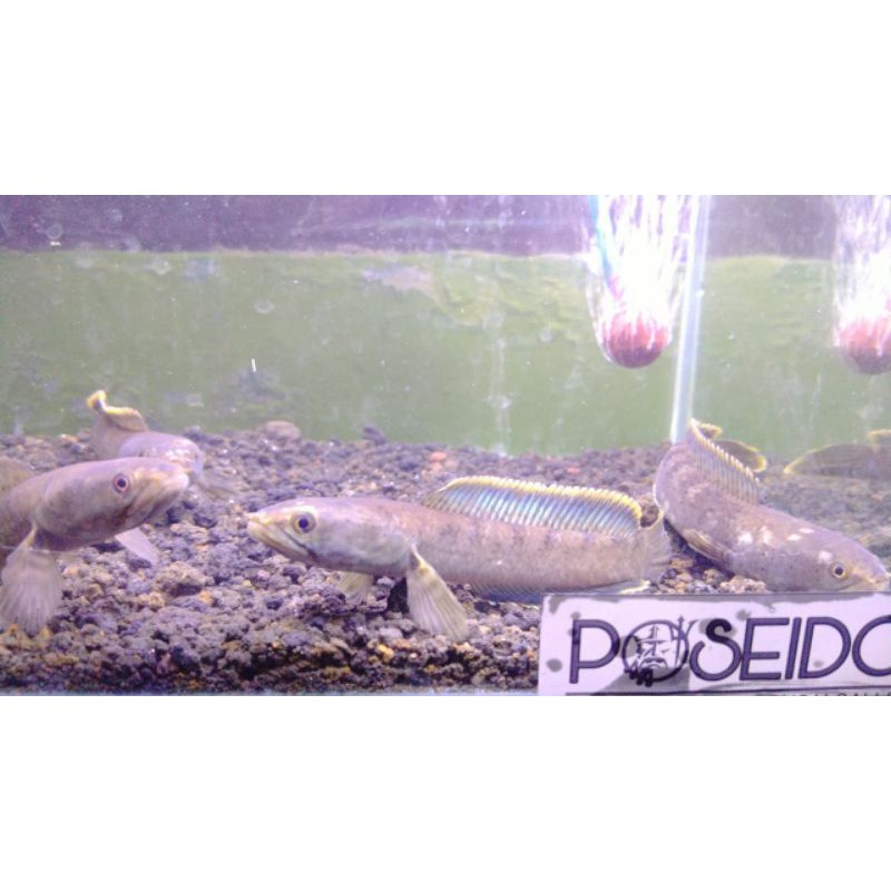 Channa limbata, size 10,11-13 cm, harga sudah termasuk jasa packing