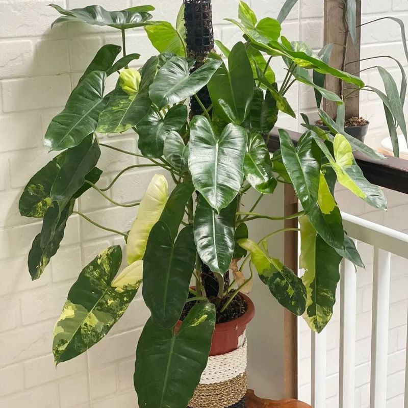 Tanaman Hias Philodendron Burlemax Varigata Kuning tanaman hias outdor cantik best seller ratudaun-n