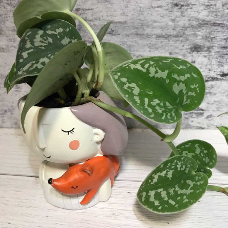 Tanaman hias scindapsus pictus