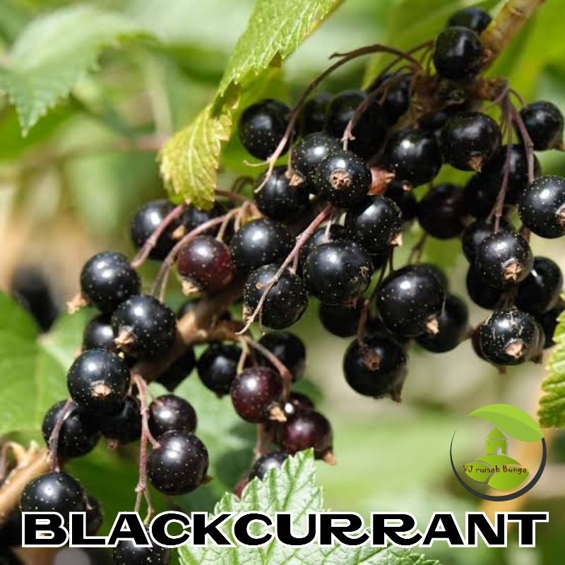 Benih Buah Blackcurrant Benih Buah Kismis