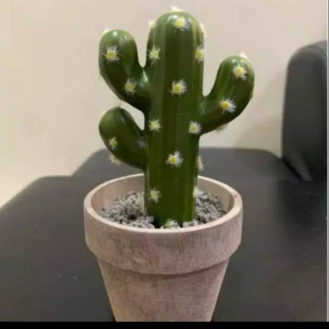 Pohon kaktus mini/ tanaman hias