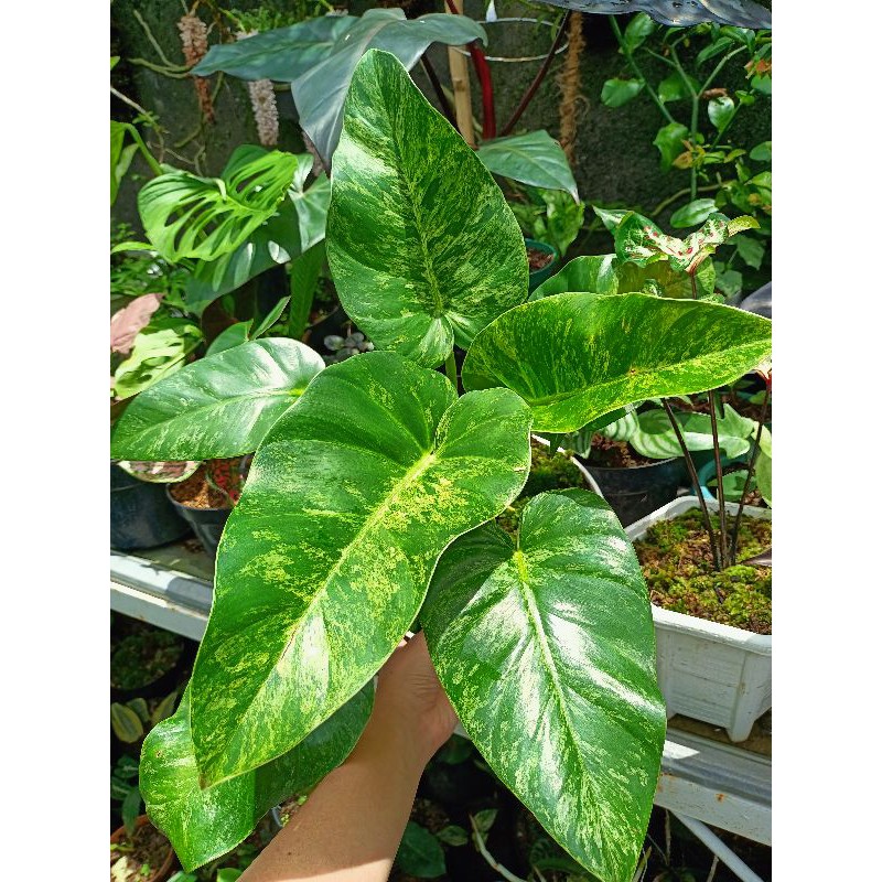 Phillo giganteum marble