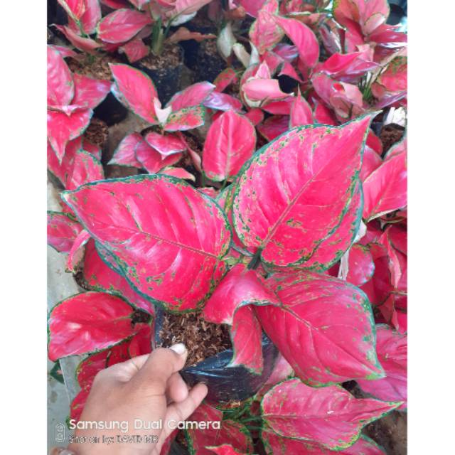 Red anjamani aglaonema
