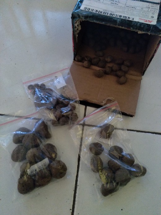 Benih Katak Porang 1000 Rupiah Perbiji