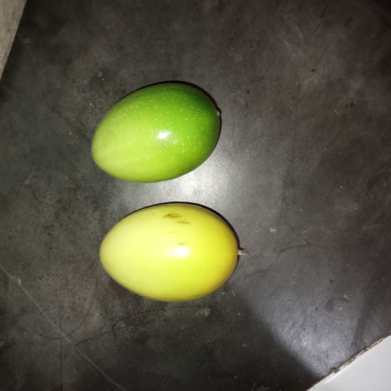 buah saprola konyal segar per 1kg