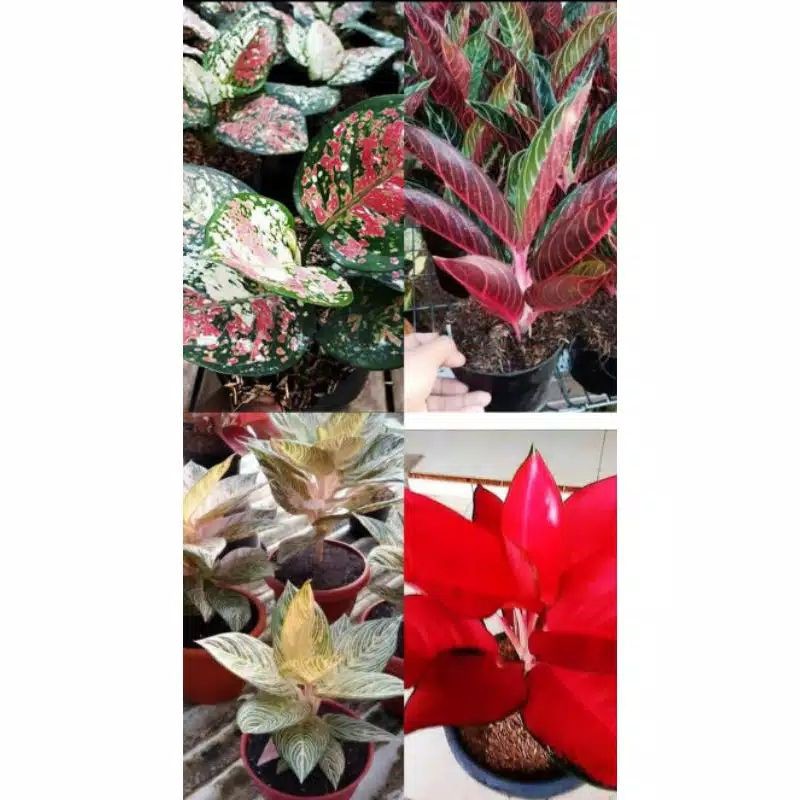 Paket 4 Bonggol Aglonema Three Colour, Red Sumatra, Suksom Jaipong, Golden hope -aglaonema-bunga