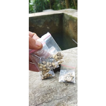 bibit benih Biji pare hutan pare mini paket 20 biji