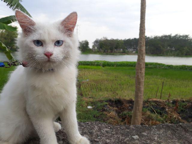 Cover Sofa Bed No 2 Ukuran 200 X 160 X20 Cm