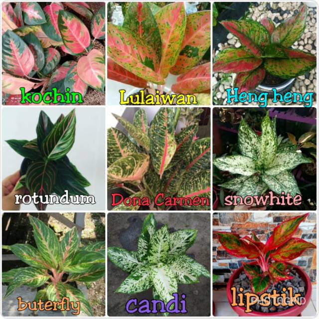 Paket murah 9 jenis anakan bunga aglonema