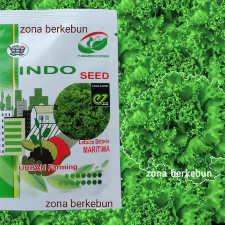 Koleksi Terbaru.. SELADA MARITIMA INDOSEED ENZA 1GR BATAVIA LETTUCE