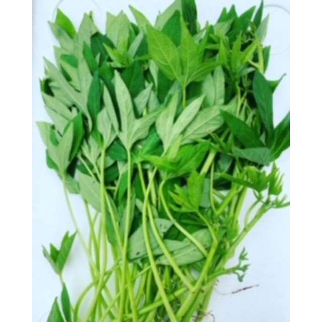 

Sayuran Hijau "DAUN KETELA/GODONG TELO
