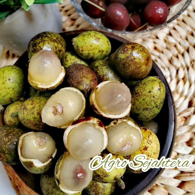 Bibit Buah Matoa l buah matoa