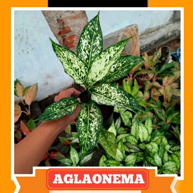 Aglaonema snow white remaja Shopee Indonesia Aglaonema snow white remaja Shopee Indonesia
