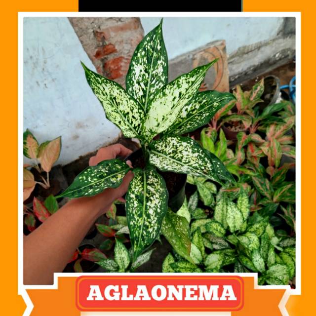  Aglaonema  snow  white  remaja Shopee Indonesia