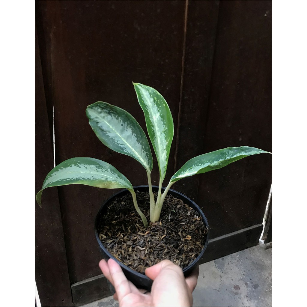 Aglaonema Green Bowl Classic