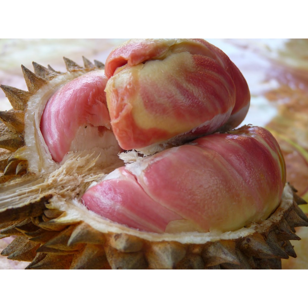 

DURIAN PELANGI