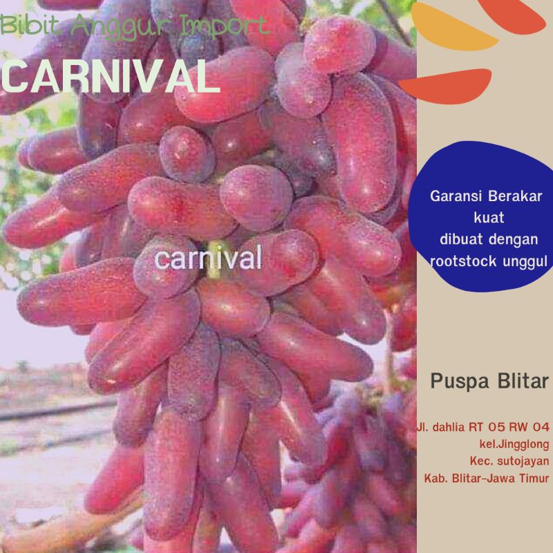 Kualitas TERBAIKK.. BIBIT ANGGUR CARNIVAL (merah panjang manis)