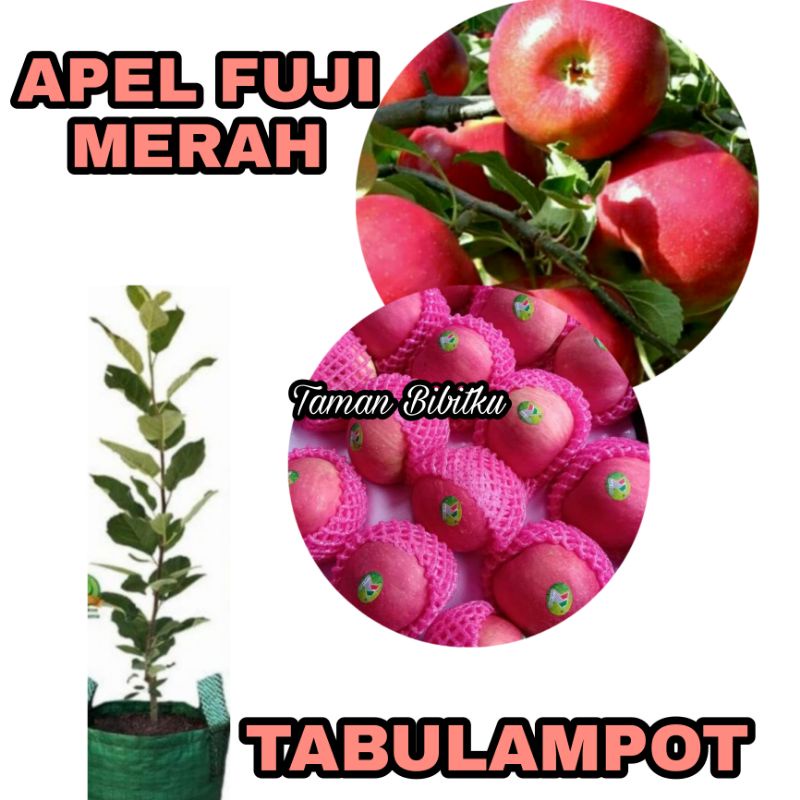 BIBIT APEL FUJI MERAH CANGKOK