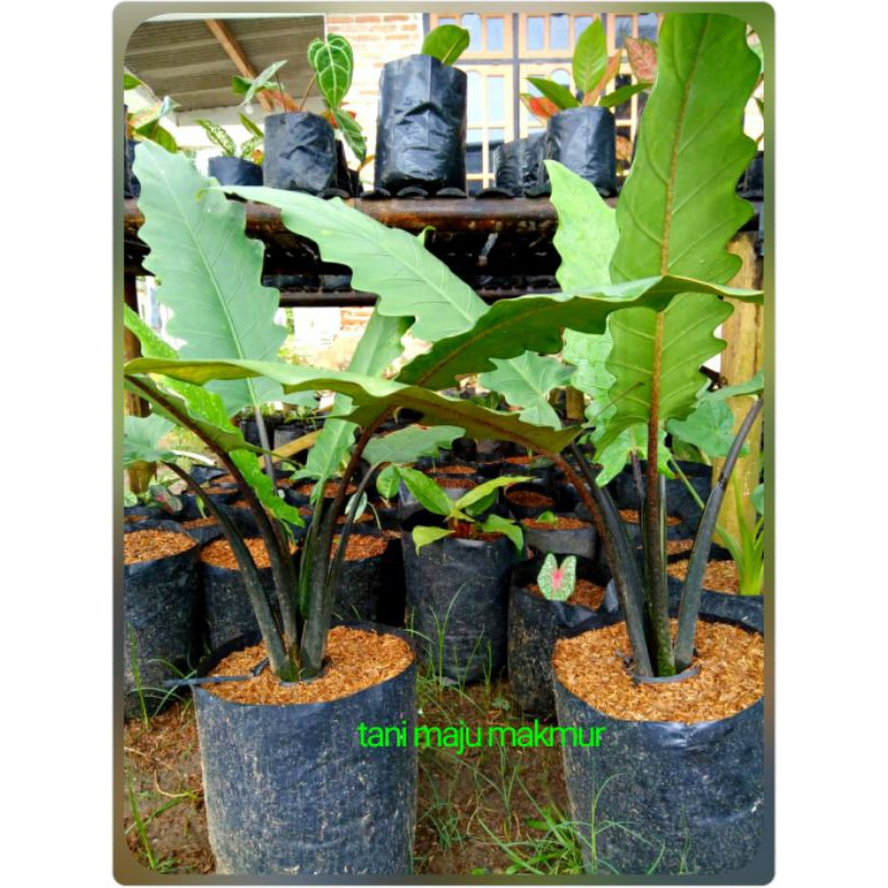 TANAMAN HIAS KELADI HITAM papua keladi keris