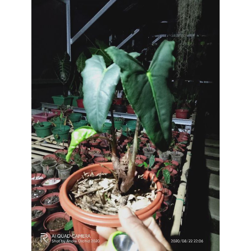 Alocasia sp 03