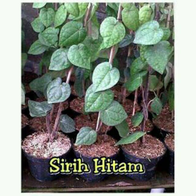 Tanaman Sirih Hitam