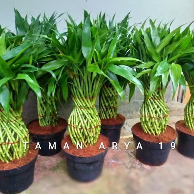 INDOOR PLANT lucky bamboo