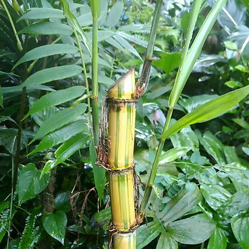 Bibit Tebu kuning, Tebu manis