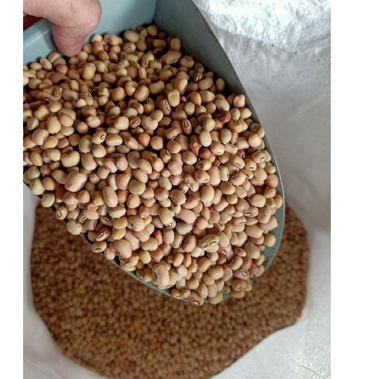 

【BARU】 Kacang Tolo / Kacang Tunggak IMPORT 500Gram Dijamin Fresh!!!