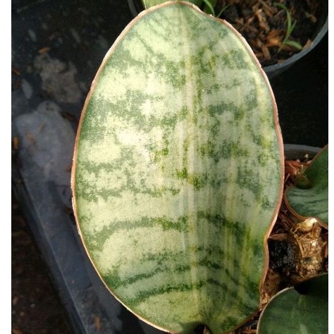 kaktus sukulen//sansevieria sp tanzania varigata 01