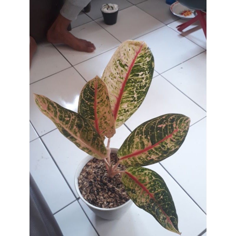 Aglonema Dona Carmen Mutasi