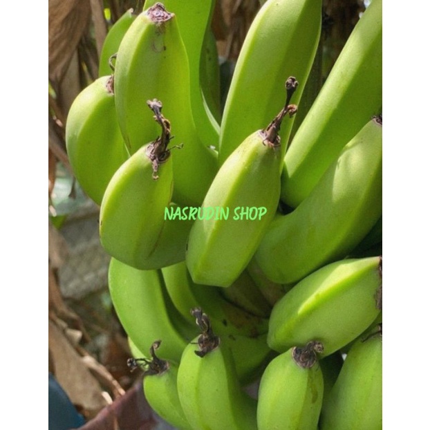 

[Fresh] PISANG MUDA 1KG SEGAR PISANG MENTAH