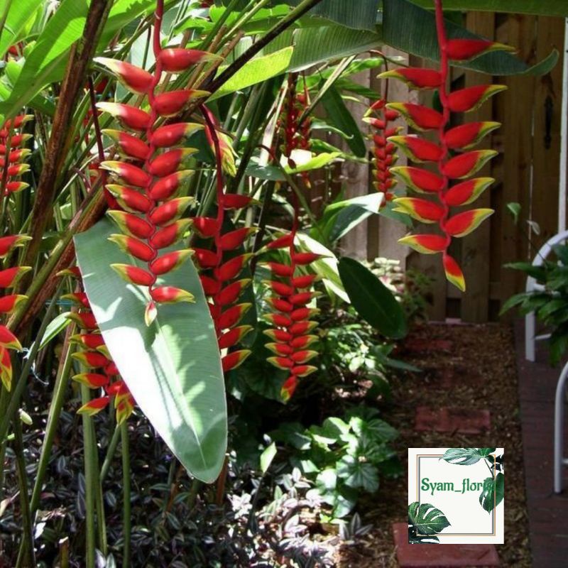 Tanaman Hias Heliconia tanaman pisang pisangan pisang betet