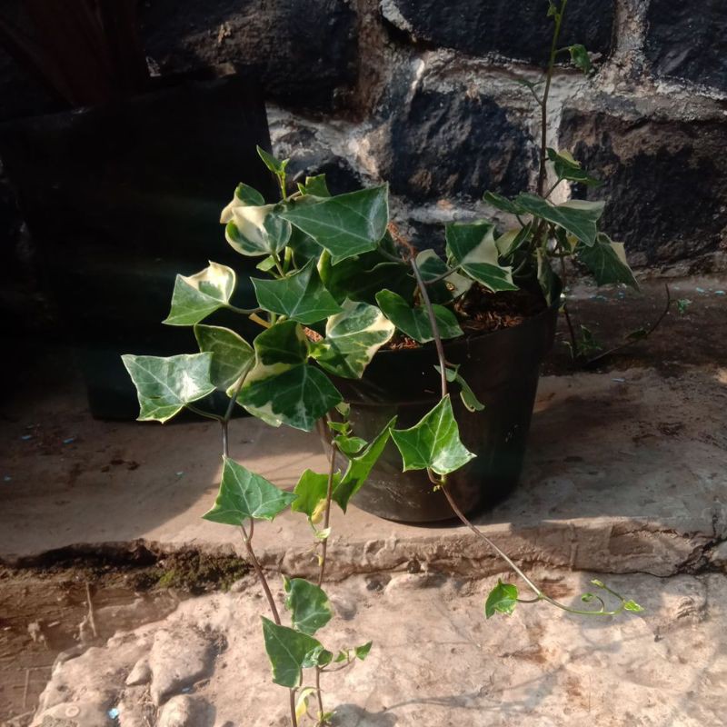 Tanaman Hias Gantung Ivy Variegata hedera helix papper