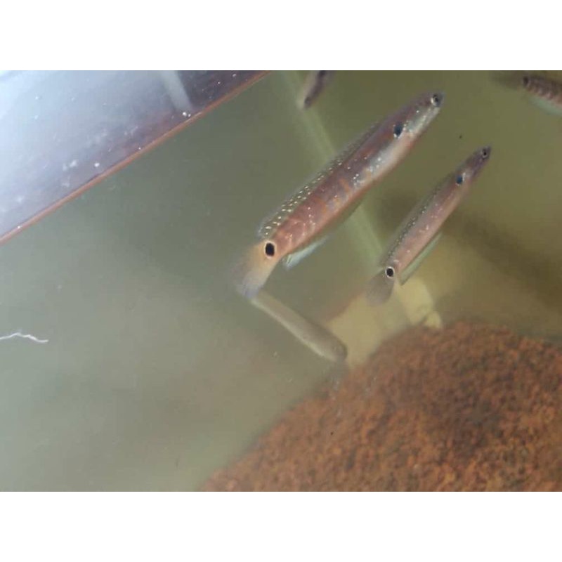 baby channa Asiatica rs