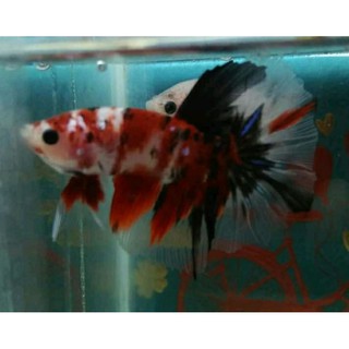 ikan cupang halfmoon koi halfmoon fancy kualitas tinggi