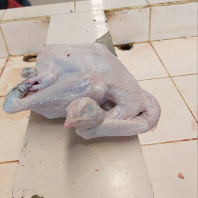 

Ayam kampung asli dan fresh
