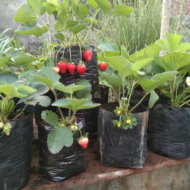  Pohon  Strawbery Stroberi  Jumbo Shopee Indonesia