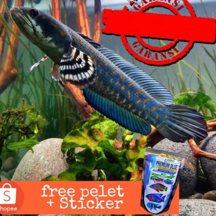 

(ZU)✩ CHANNA BLUE PULCHRA SIZE 5-6 cm grade A | Free pelet,Sticker,packing*Produk⭐.berkualitas*⭐