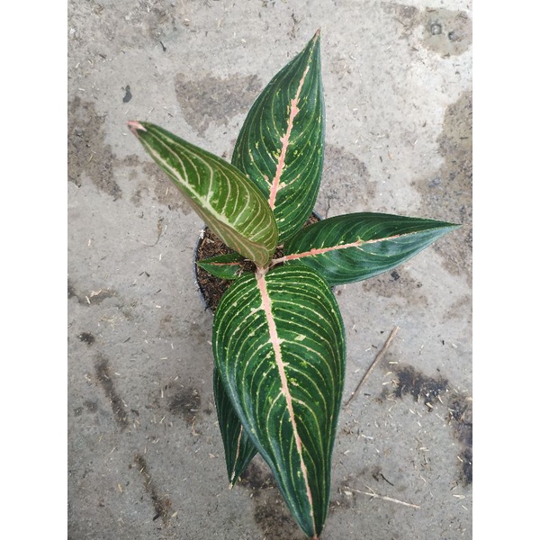 aglonema green legacy