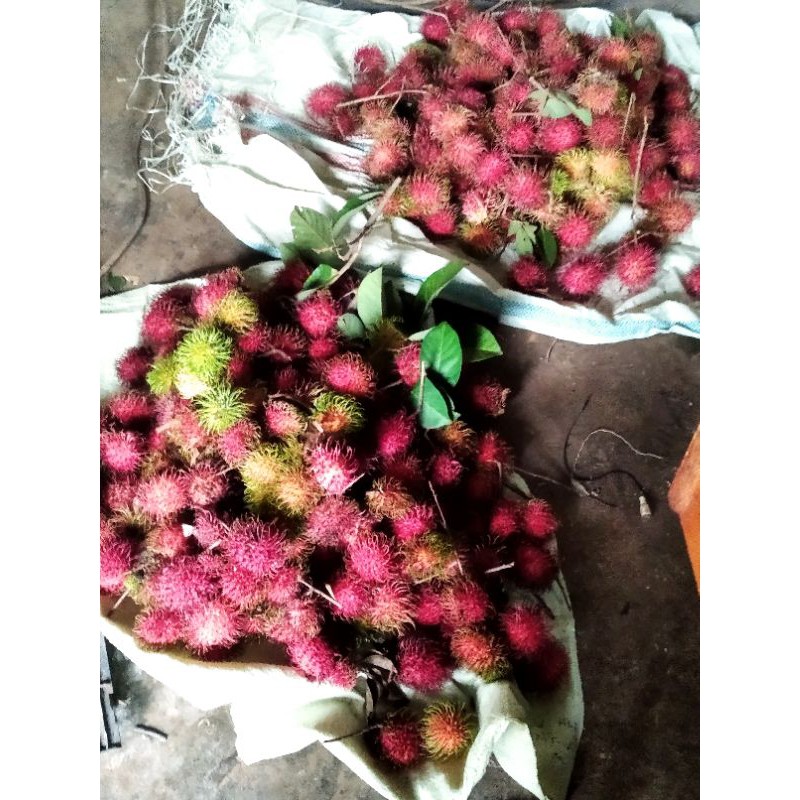 

rambutan binjai asal subang