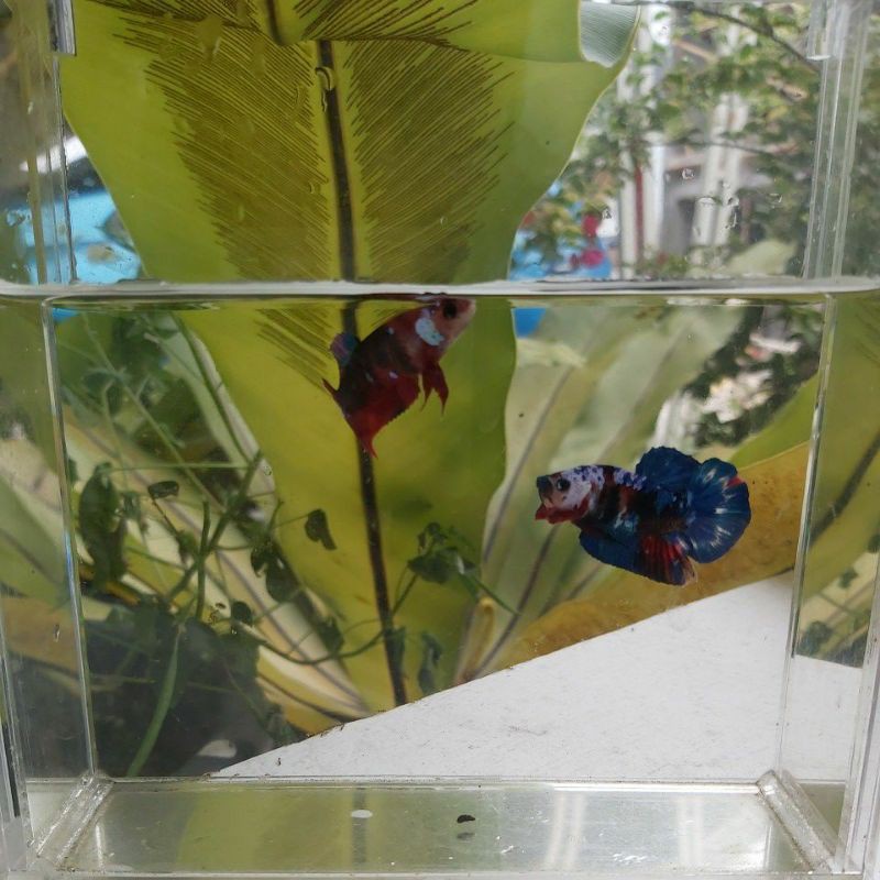 Cupang Jantan Betina Koi Galaxy Multicolor 1 Pair 1 Pasang