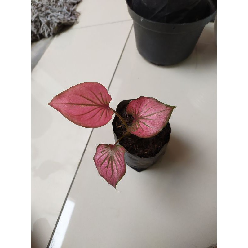 Caladium Thailand | caladium Invinity • Thailand Series