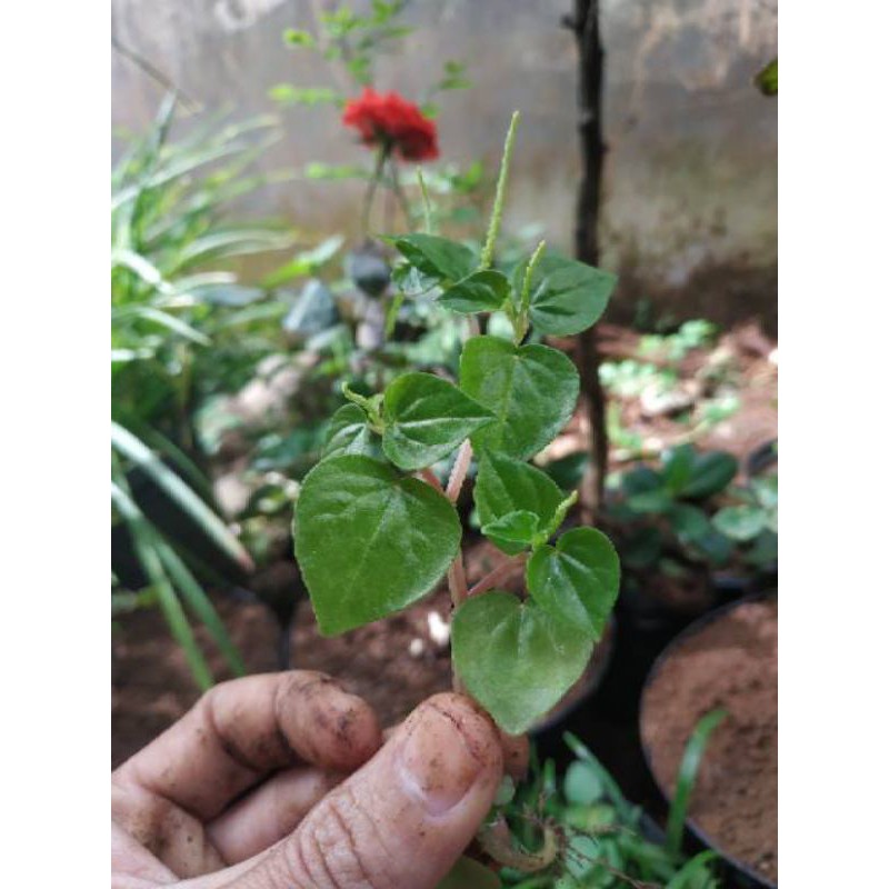 

sirih cina tumbuhan bermanfaat