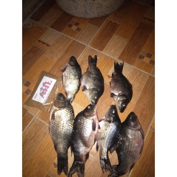 

umpan ikan mas AHL