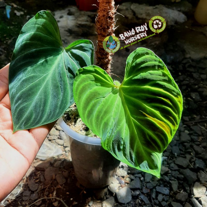 philodendron verrucosum