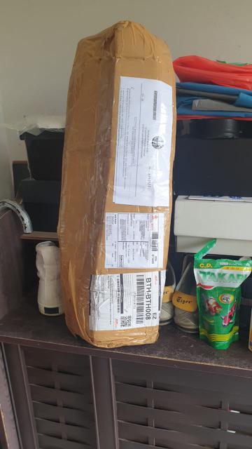 Tanaman Hias Diffenbachia Camille