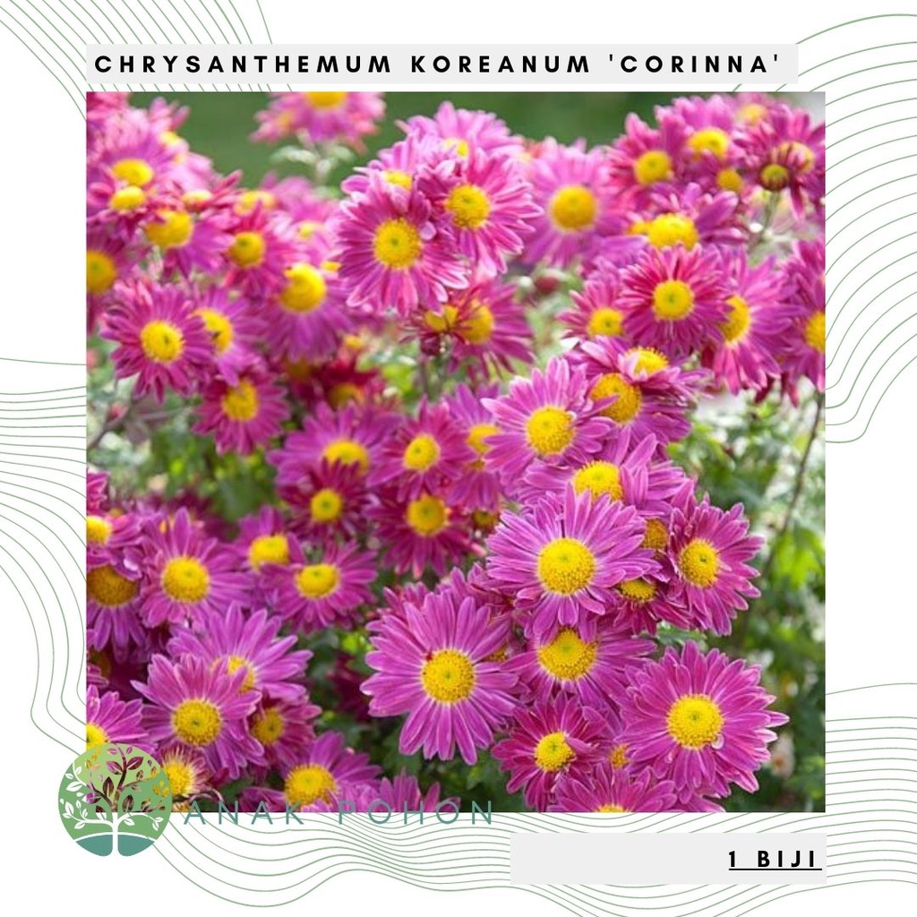 Benih Bibit Biji - Bunga Chrysanthemum koreanum Corinna Krisan Seruni Pink Flower Seeds - IMPORT