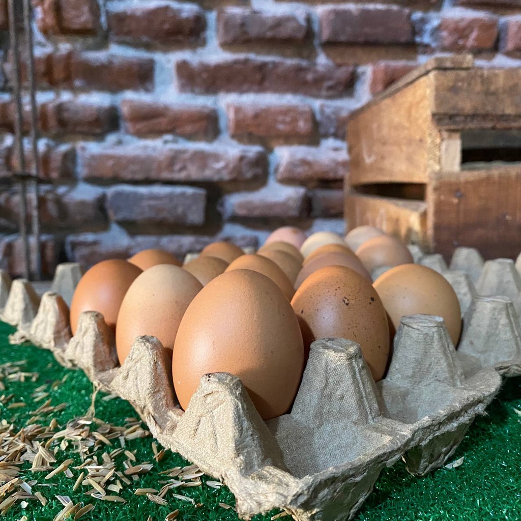 

Telur Ayam Negeri 1 Kg - Telur Fresh