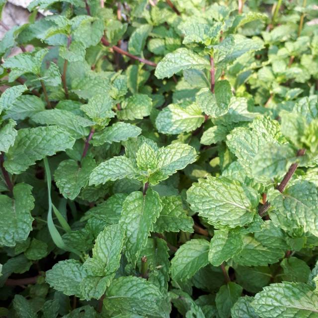 

Termurah daun mint segar 200gr