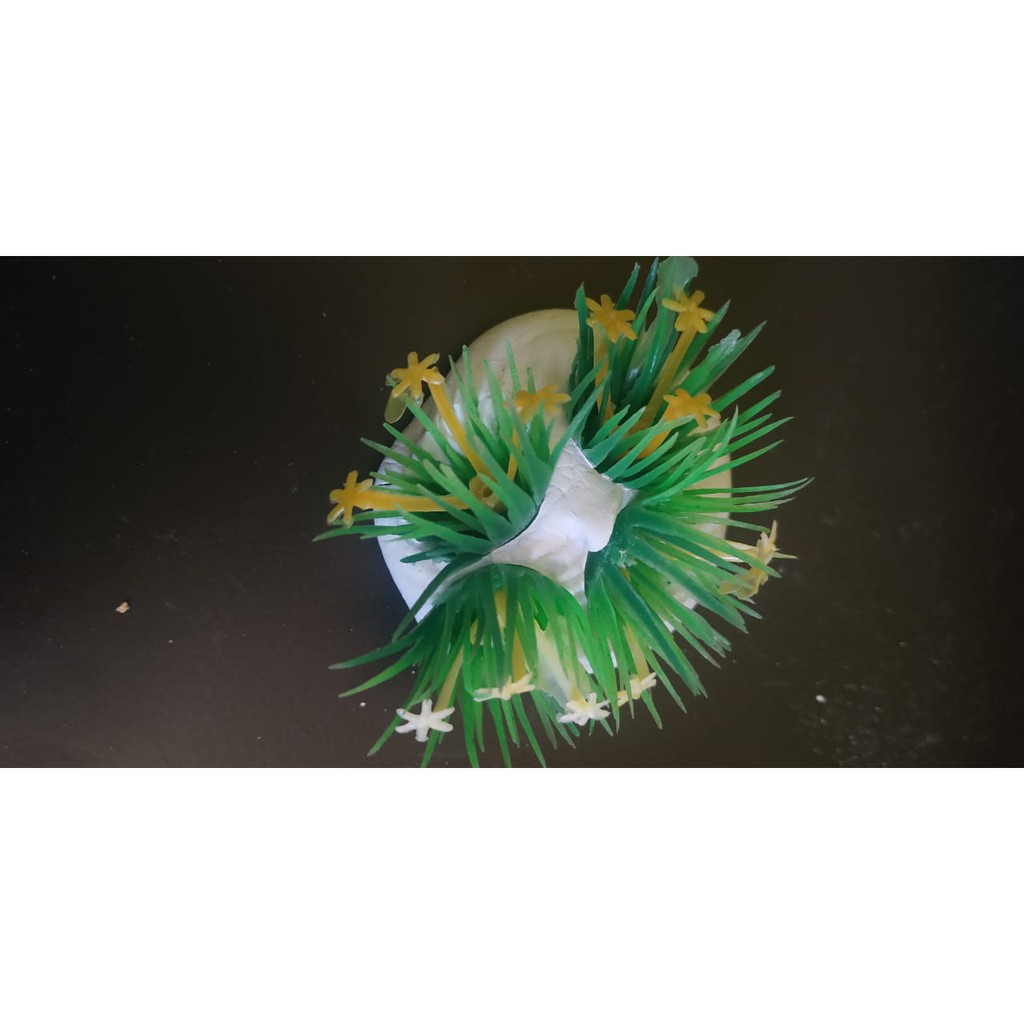 Tanaman hiasan aquarium - Small